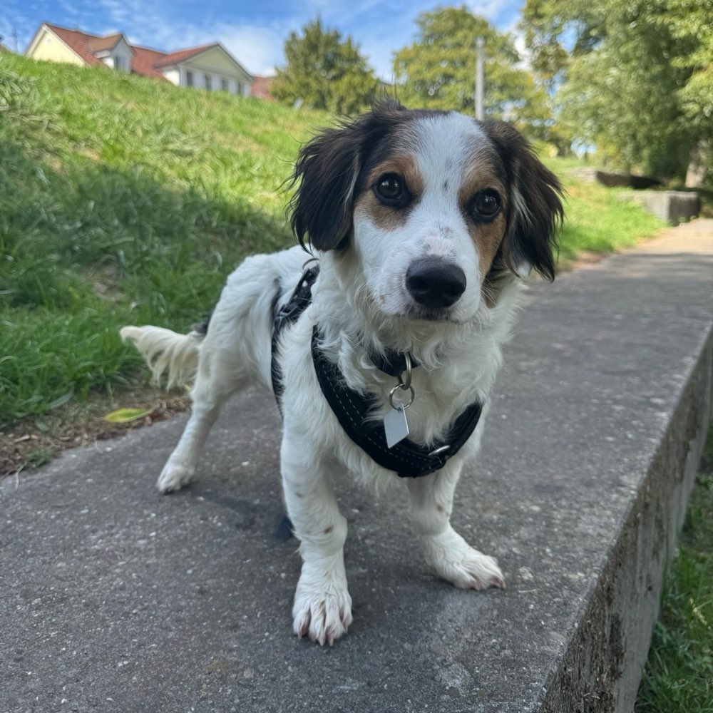 Hundetreffen-gemeinsames Gassi gehen-Profilbild