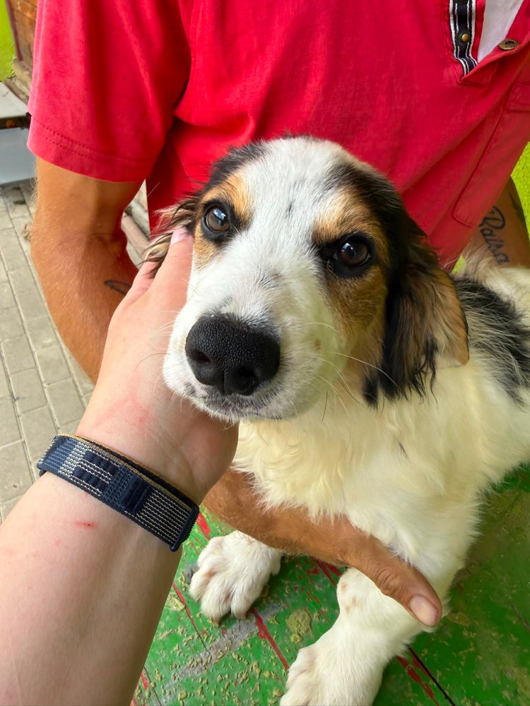 Hundetreffen-gemeinsames Gassi gehen-Profilbild