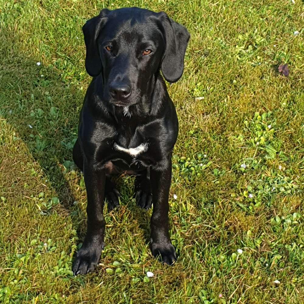 Hundetreffen-Luna (6Mon) sucht Kontakte Spiel/Gassi/Hundewiese-Profilbild