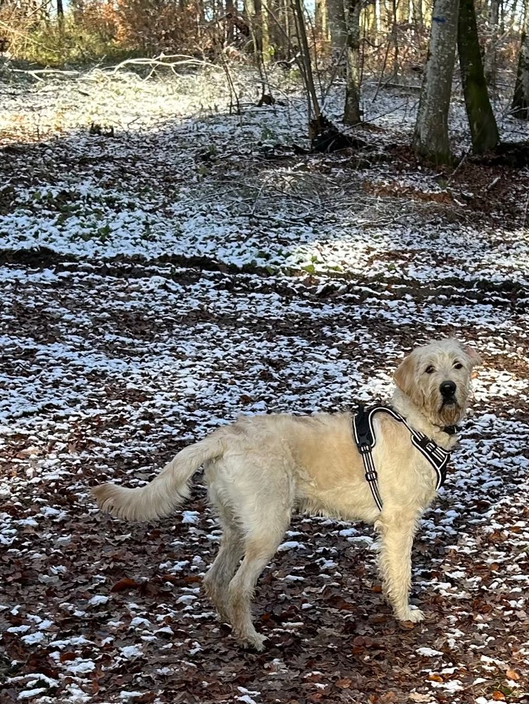 Hundetreffen-Junghunde Treffen zum spielen/ toben-Profilbild