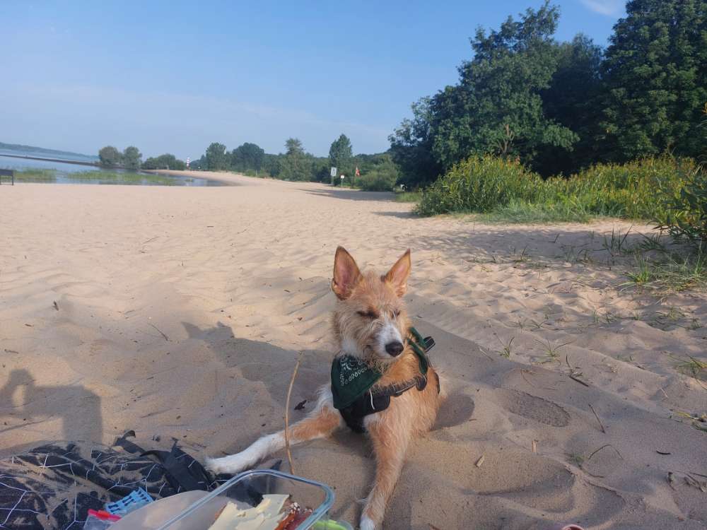 Hundetreffen-Spaziergang in Barmbek/Eilbek und Umgebung-Profilbild