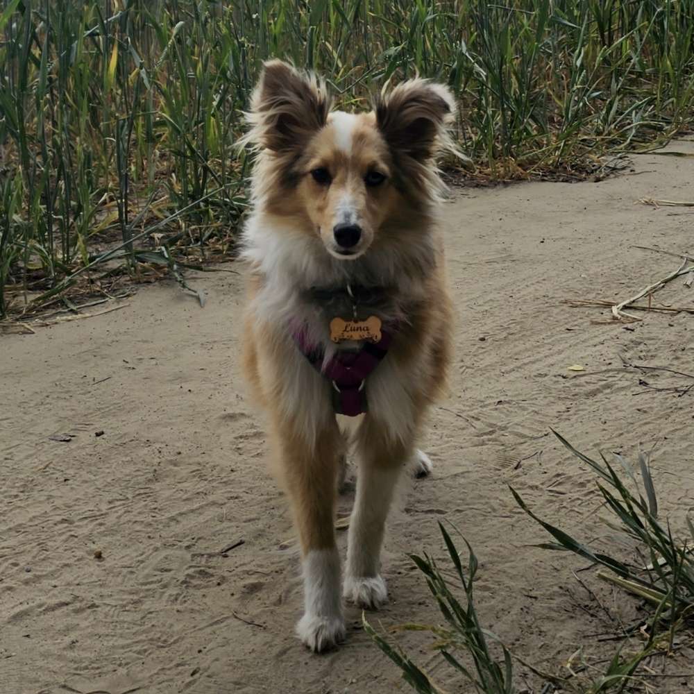 Hundetreffen-Gassirunde in Lichtenrade-Profilbild