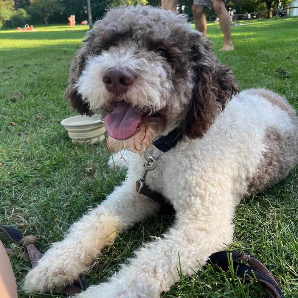 Hundetreffen-Zusammen Spazieren gehen-Profilbild