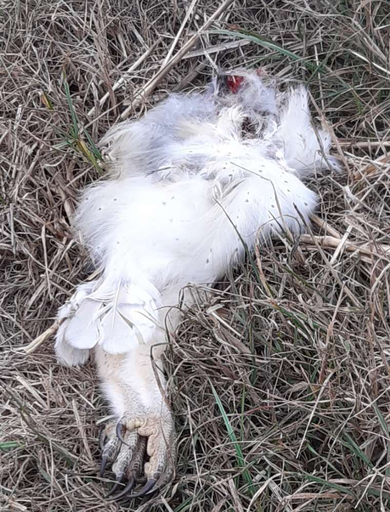 Giftköder-Toter Vogel-Profilbild