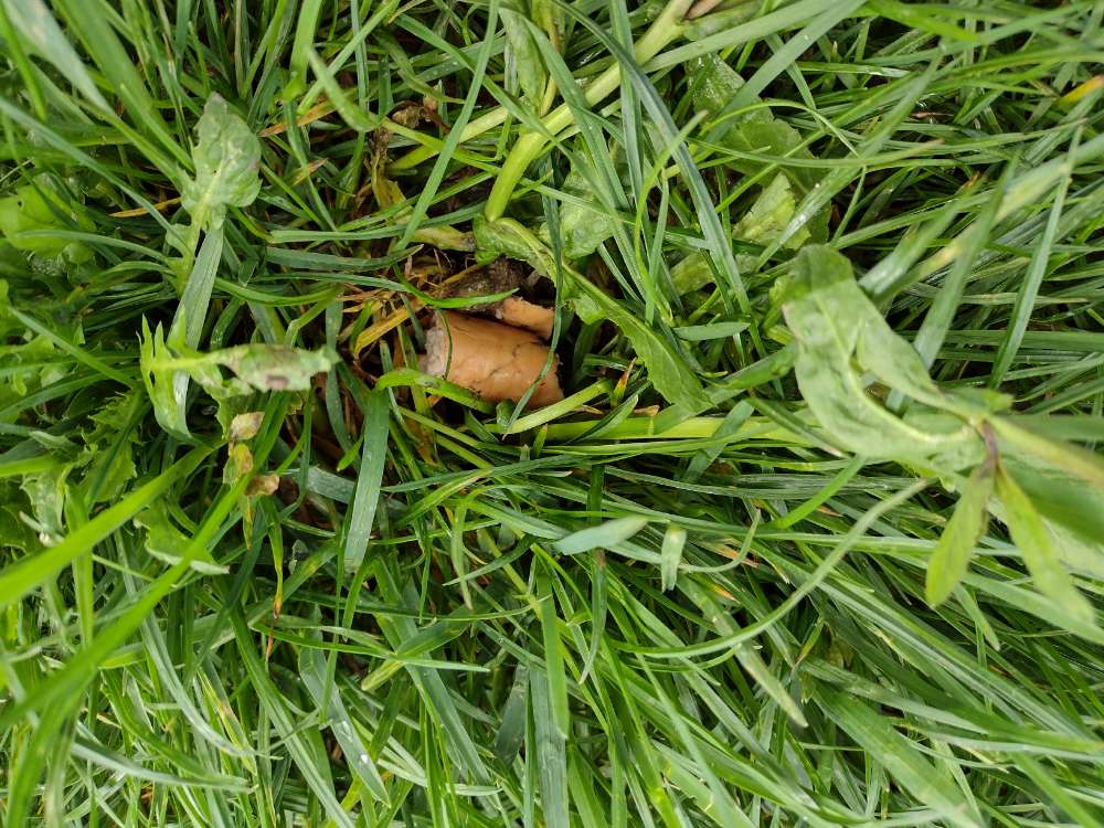 Giftköder-Ausgelegte Würstchen Stücke-Profilbild