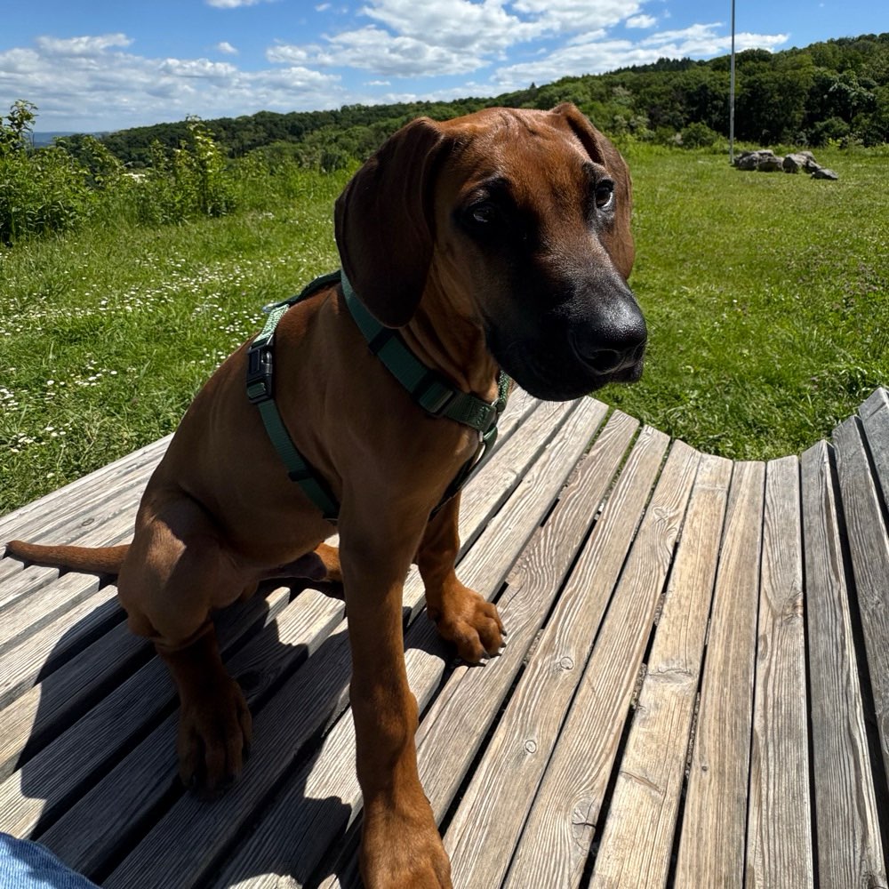 Hundetreffen-Welpentreffen, zsm spazieren gehen-Profilbild