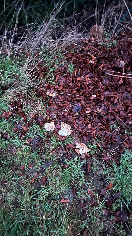 Giftköder-Essen ausgelegt-Profilbild