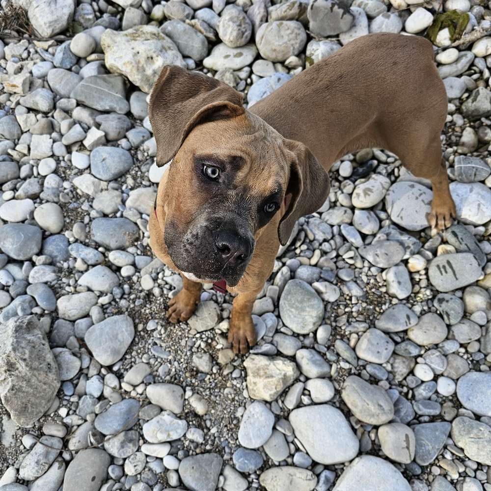 Hundetreffen-Spielen mit großer Junghündin (Cane Corso)-Profilbild