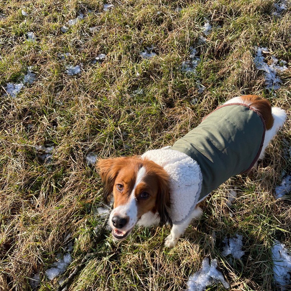Hundetreffen-Gassi/Spielrunde in Rottenburg-Profilbild