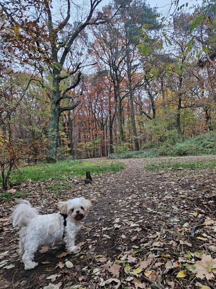 Hundetreffen-Waldspaziergang-Profilbild