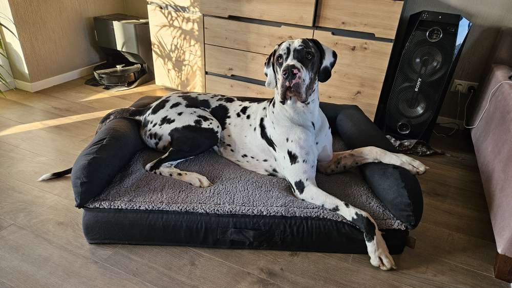 Hundetreffen-Gassi und Spielpartner-Profilbild