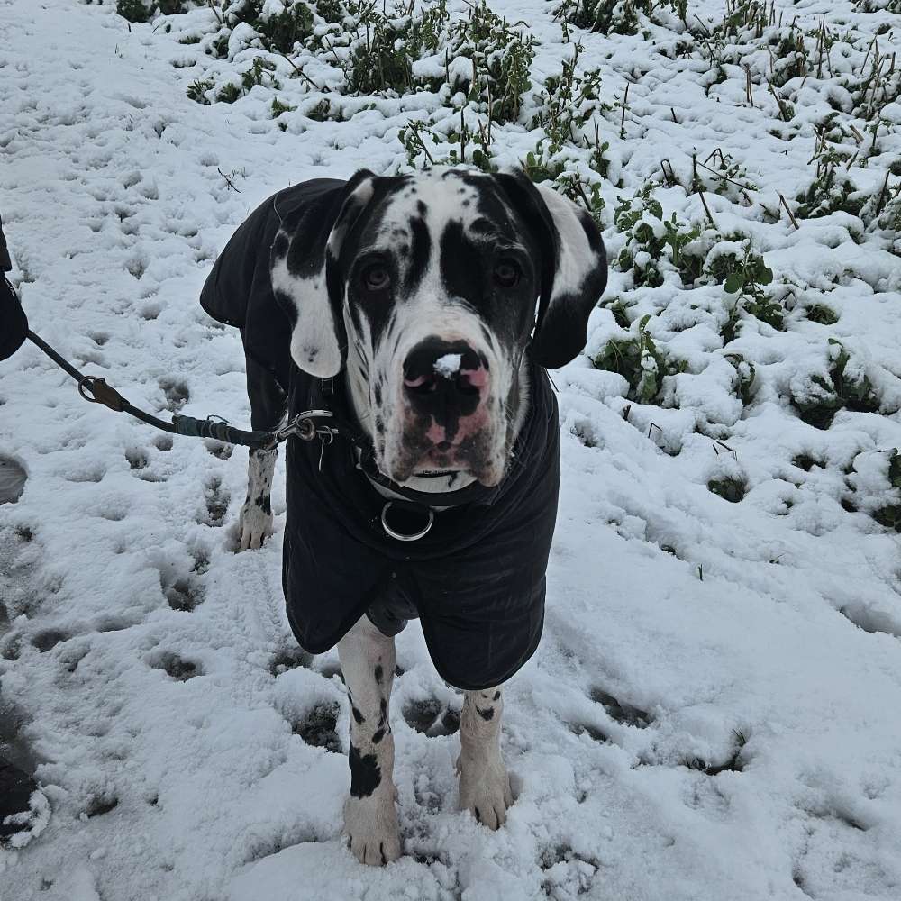 Hundetreffen-Spielpartner gesucht-Profilbild