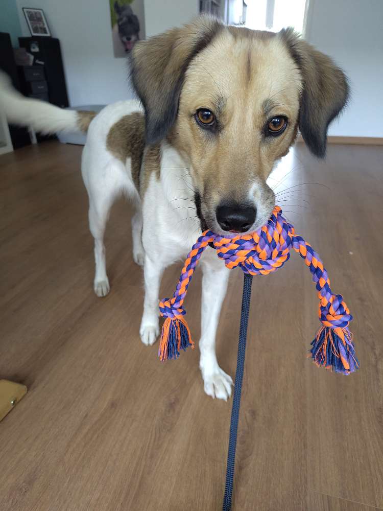 Hundetreffen-Suche Hundefreunde für meine pubertierende Hündin-Profilbild