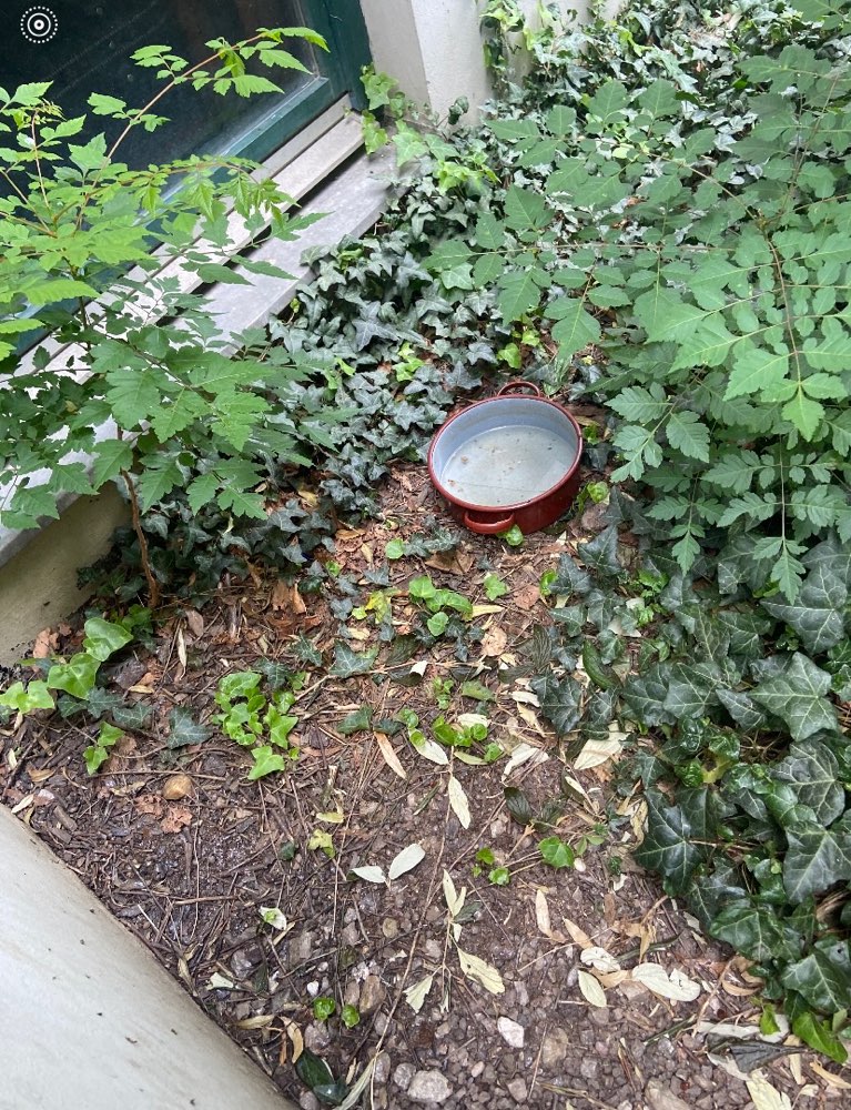 Giftköder-Möglicher Giftköder-Profilbild