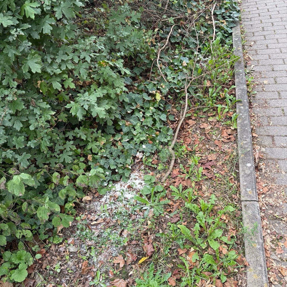 Giftköder-Weißes Pulver-Profilbild