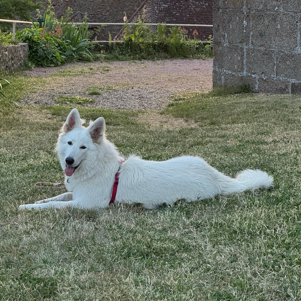 Hundetreffen-Gassirunde-Profilbild