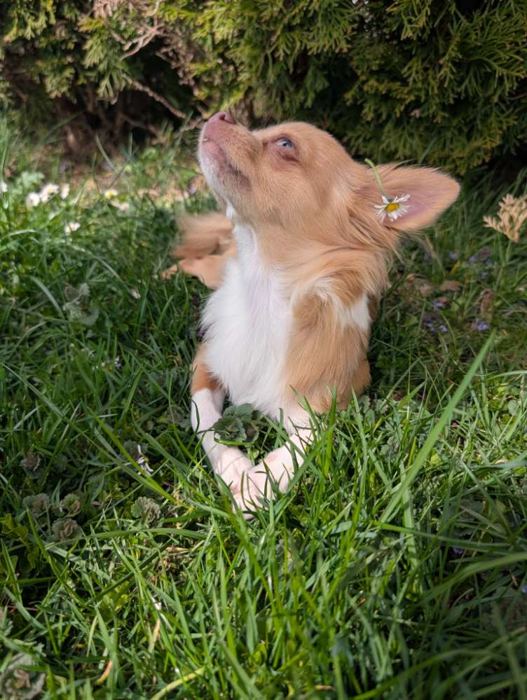 Hundetreffen-Spielkamerad/in + Gassifreund/in in Mini gesucht-Profilbild
