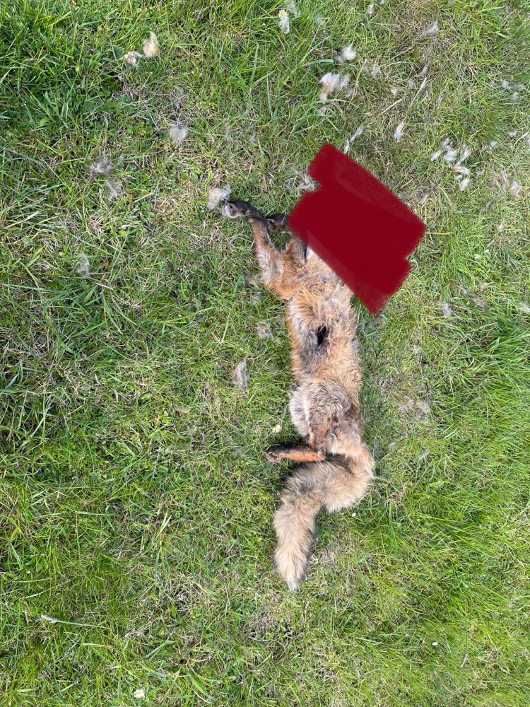 Giftköder-Vorsicht toter Fuchs-Profilbild