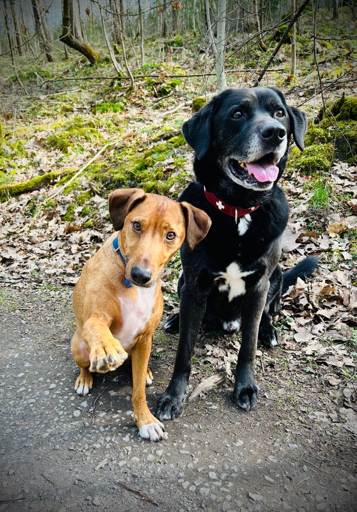 Hundetreffen-Spazieren gehen-Profilbild