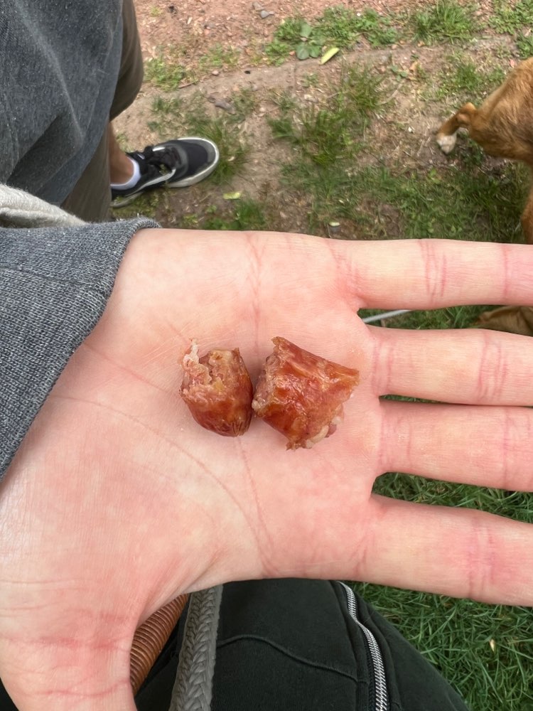 Giftköder-Wurst im hohen Gras, Hermann-Seidel-Park-Profilbild
