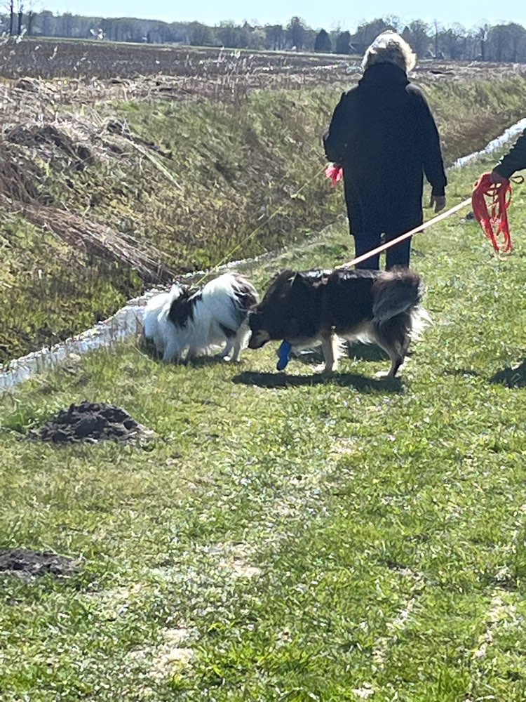 Hundetreffen-Gassirunde in Hage-Profilbild