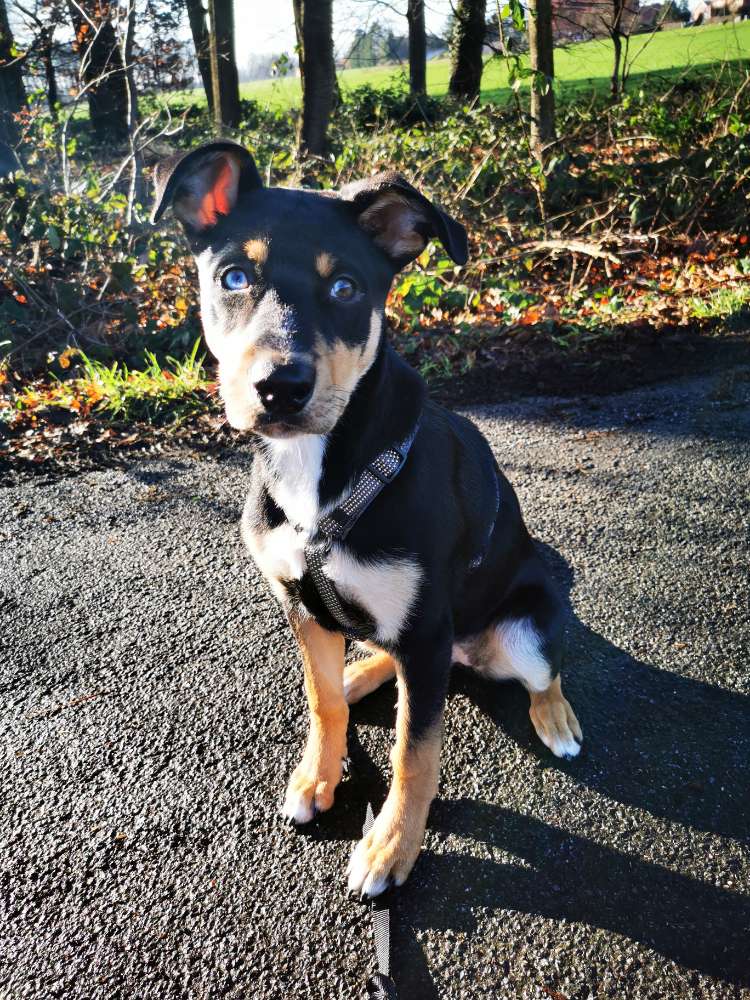 Hundetreffen-Welpen /junghunde treffen 😊-Profilbild