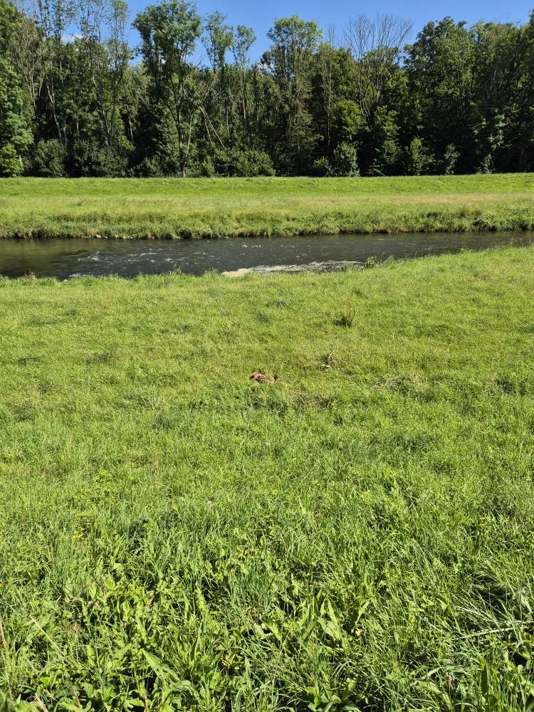 Giftköder-Toter Fuchs-Profilbild