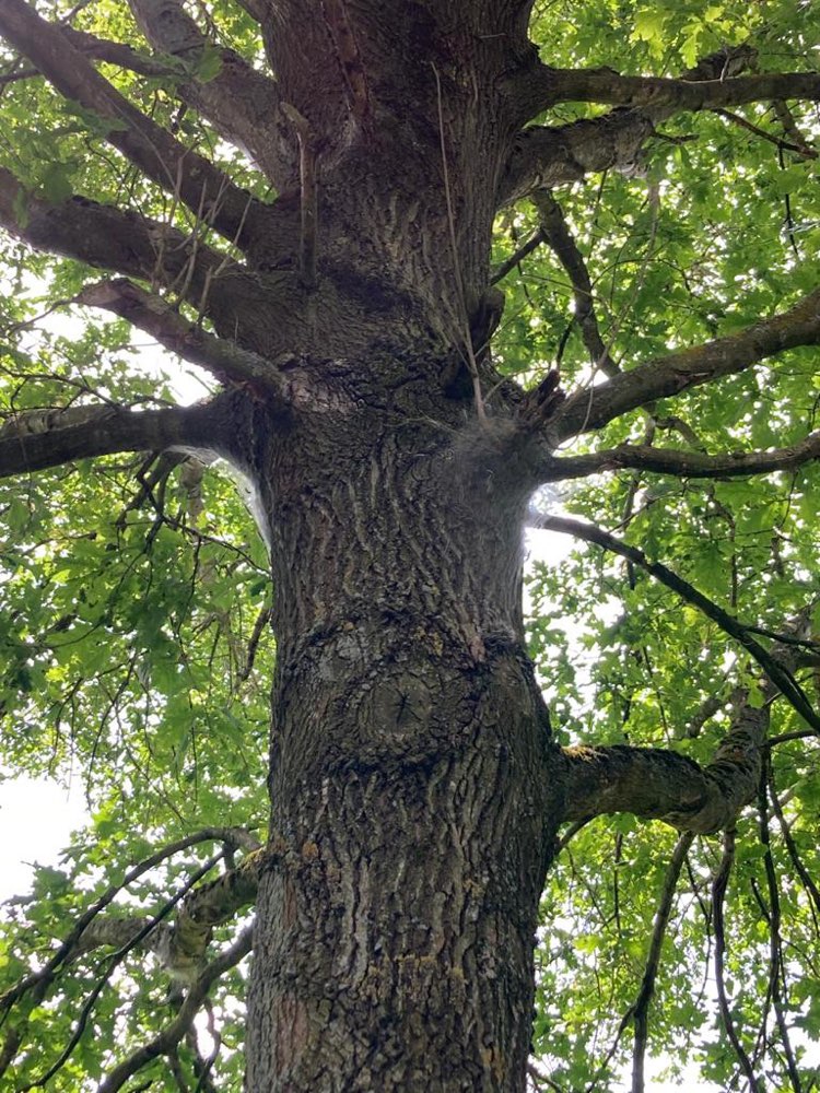 Giftköder-Eichenprozessionsspinner-Profilbild