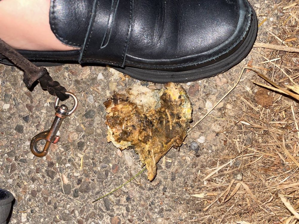 Giftköder-Vermutlich Giftköder-Profilbild