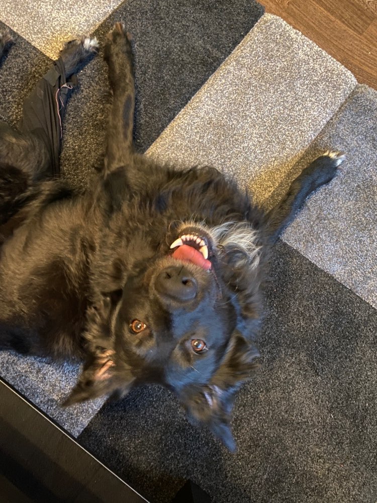 Hundetreffen-Social Walk 🐾-Profilbild