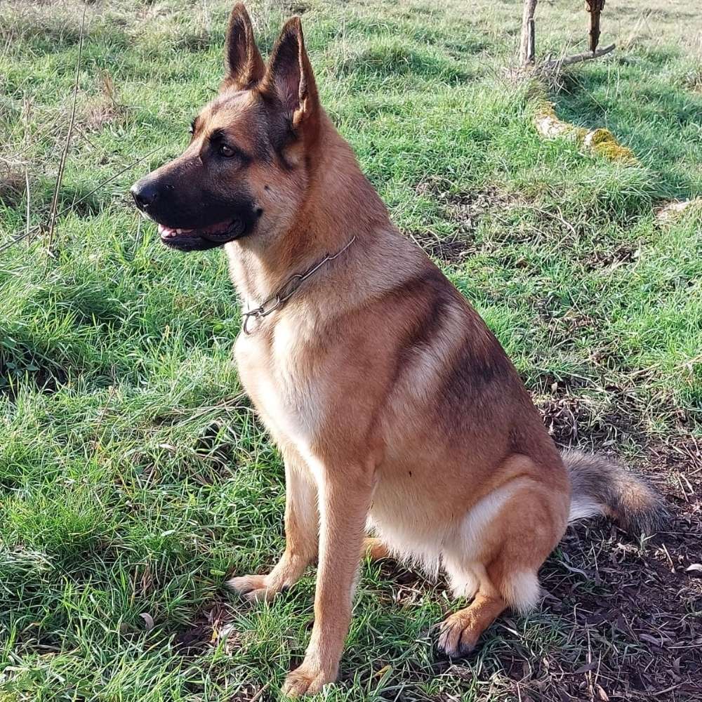 Hundetreffen-Hundebegegnung, spazieren und spielen 🐕-Profilbild