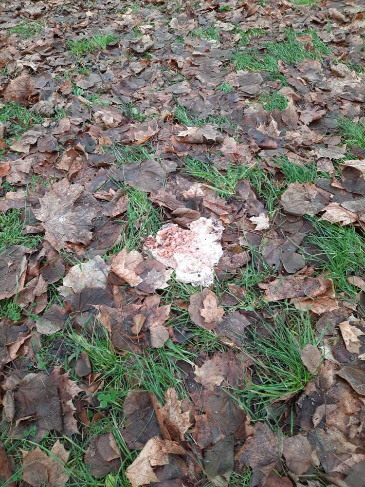 Giftköder-Unklare Substanz vor Hundewiese-Profilbild