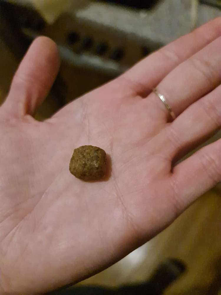 Giftköder-Ausgelegtes Trockenfutter-Profilbild