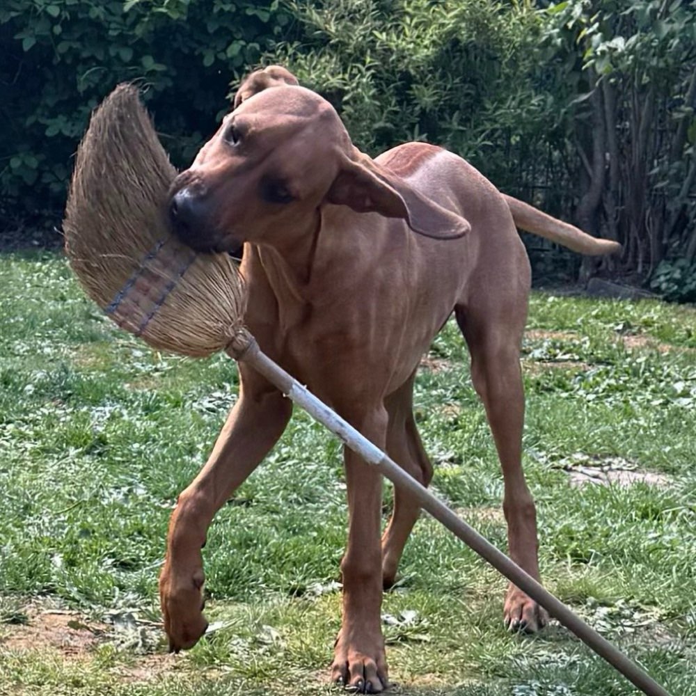 Dein Hund mit Job 😉 Banner