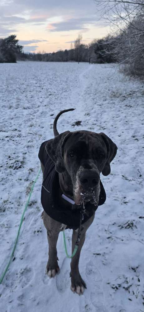 Hundetreffen-Gassirunde Spielzeit-Profilbild