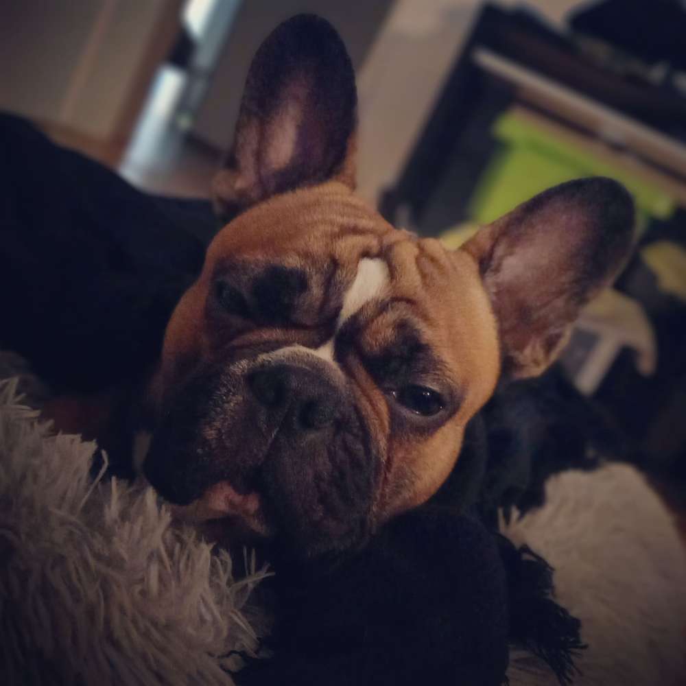 Hundetreffen-Französische Bulldoggen Runde-Profilbild