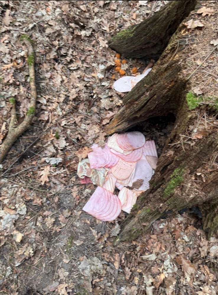 Giftköder-Giftköder-Profilbild