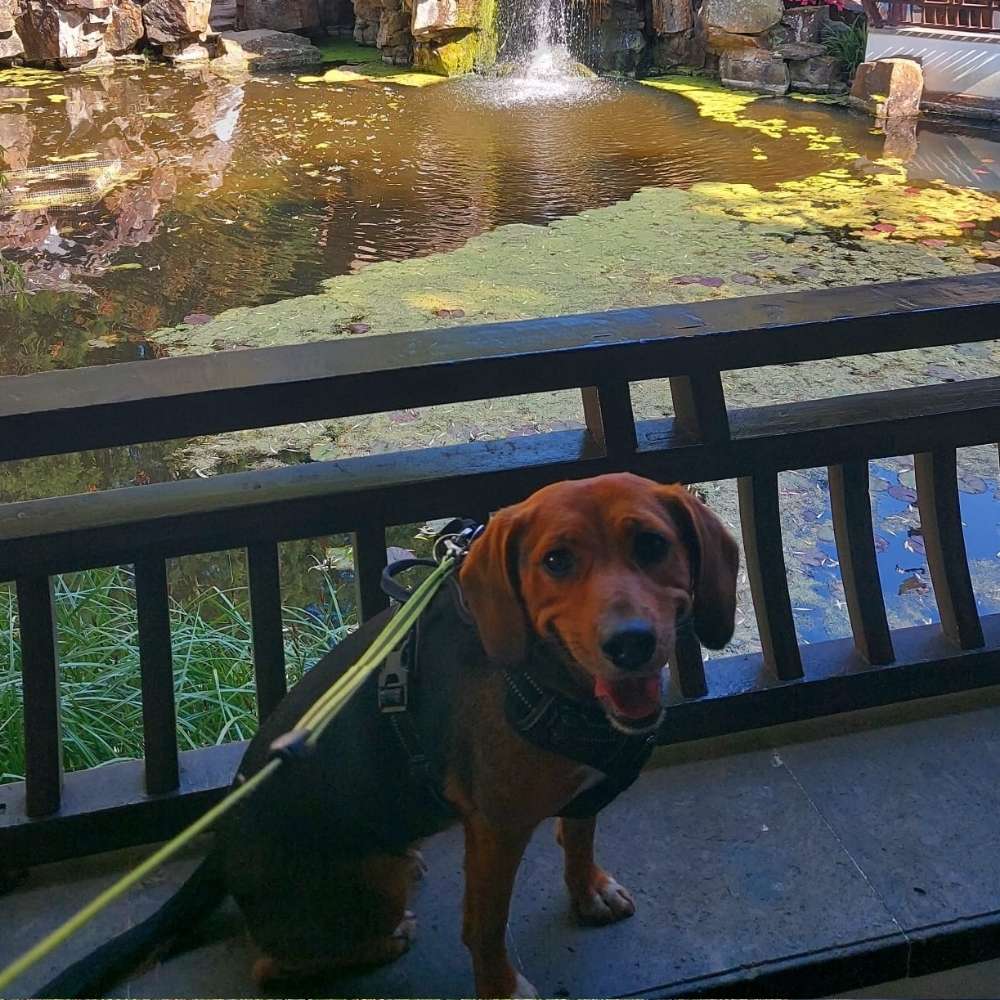 Hundetreffen-Treffen zum Spielen und Gassi gehen-Profilbild