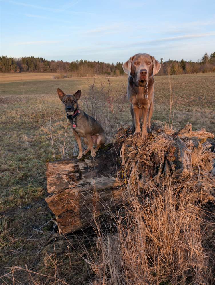 Hundetreffen-Gemeinsamer Spaziergang/Training/Social Walk-Profilbild