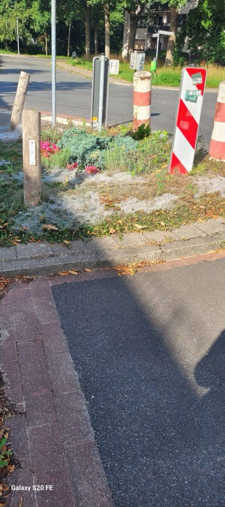 Giftköder-Eichen-Prozessionsspinner-Profilbild