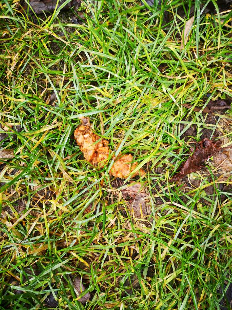 Giftköder-Gift????-Profilbild