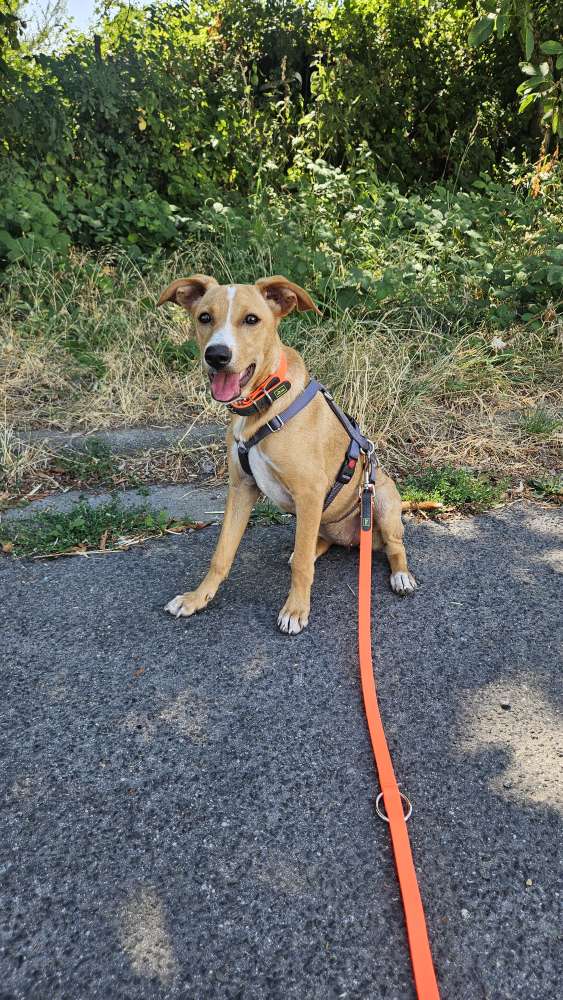 Hundetreffen-Gemeinsames gassi gehen-Profilbild