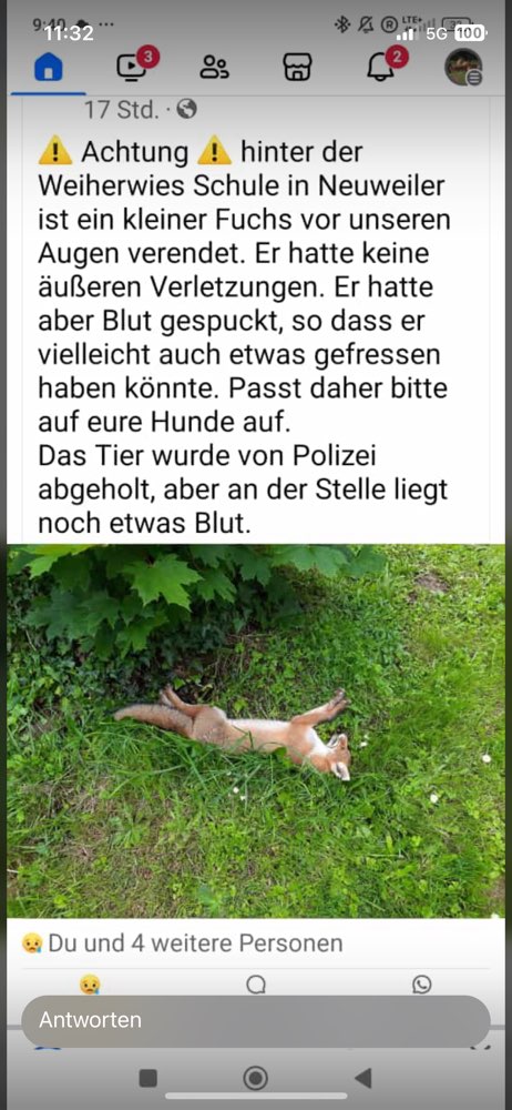 Giftköder-Toter Fuchs durch Giftköder-Profilbild