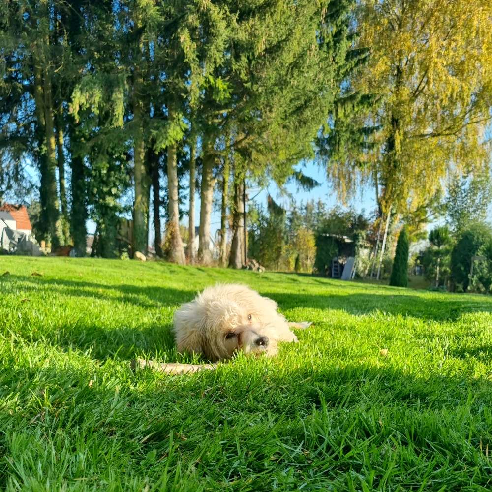 Hundetreffen-Kleinhund-Treffen-Profilbild