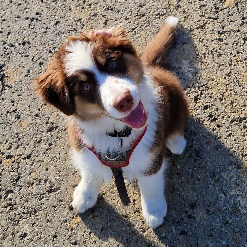 Hundetreffen-Spielpartner gesucht-Profilbild