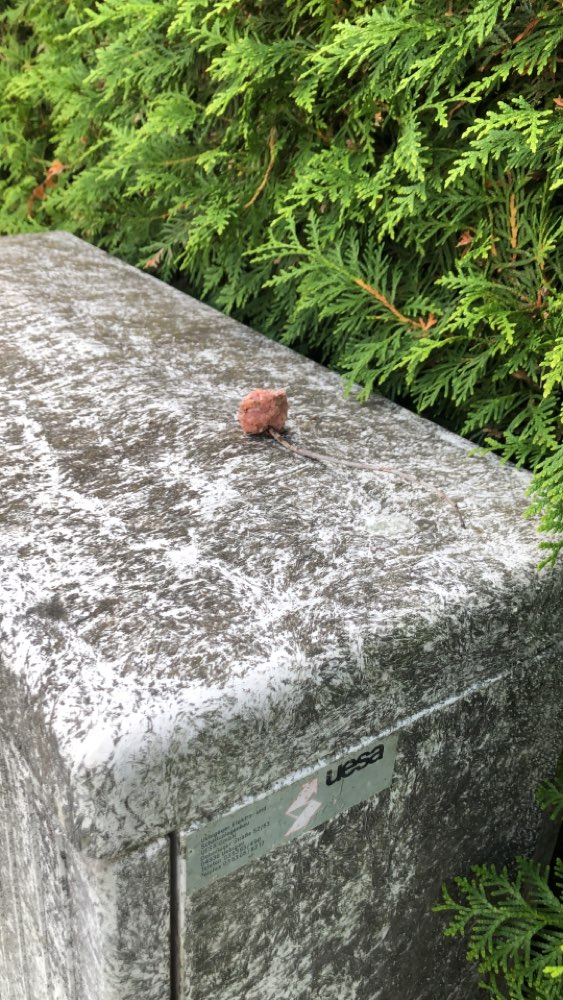 Giftköder-Möglicher Giftköder, Hackfleisch-Profilbild