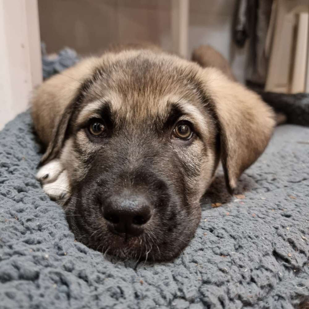 Hundetreffen-Welpe sucht Spiel-Freunde-Profilbild