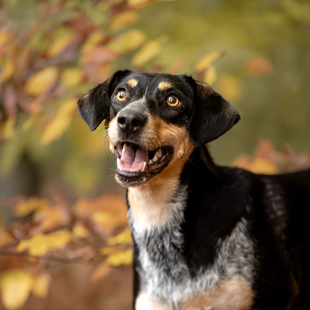 Hundetreffen-Bekanntschaft gesucht-Profilbild