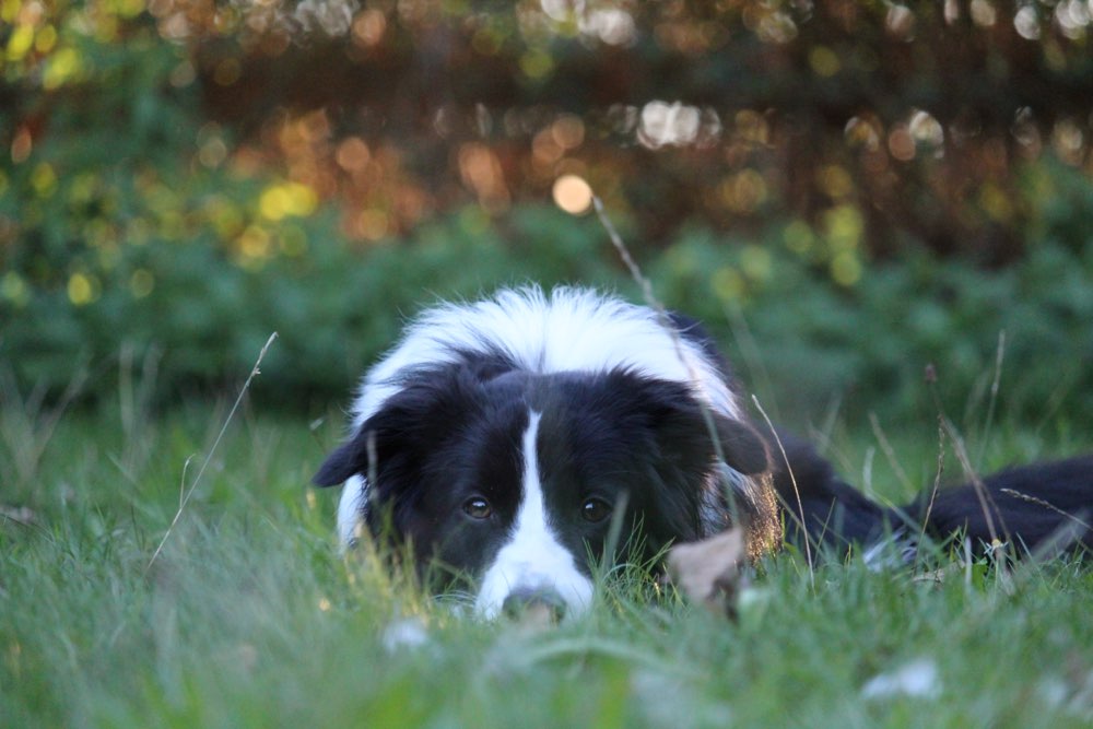 Hundetreffen-Entspannter Spaziergang, gerne auch mit etwas Training😊-Profilbild