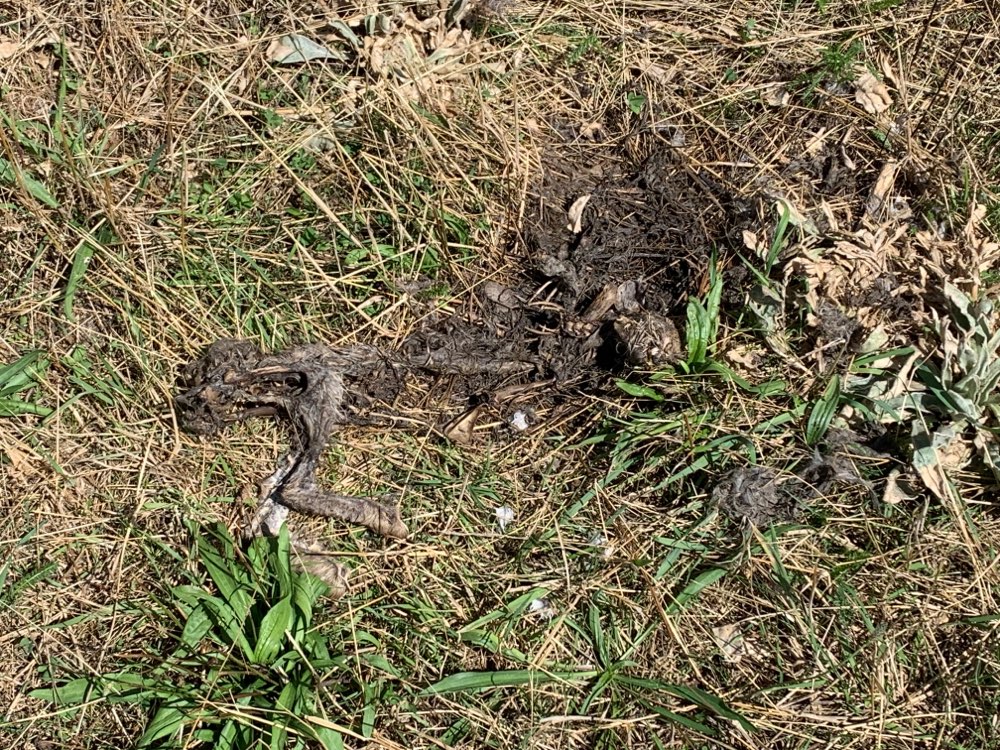 Giftköder-Tote Kaninchen (ggf. Giftköder)-Profilbild